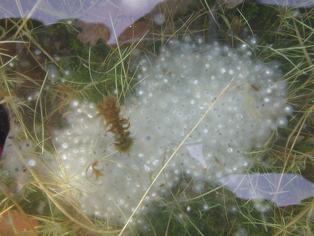 fig_A92-1_schimmelei_juncbul_spagden.png